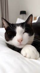 Wall Mural - Cute Black and White Cat Sleeping on a White Bed