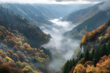 Poster - Autumn Forest Valley with Fog