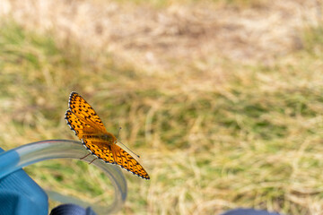 Orange wild butterfly, outdoors