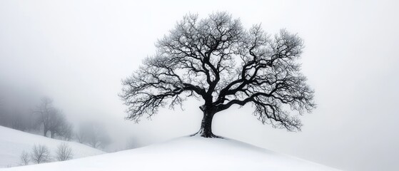 Wall Mural - foggy, sky in shades of gray