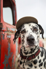 Canvas Print - A dalmatian dog wearing a hat sitting in the back of a red truck