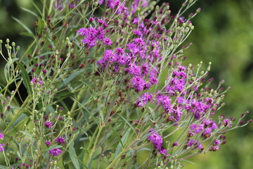 Wall Mural - Vernonia crinita. Violet flower in the garden.