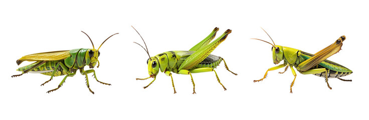 Three detailed illustrations of grasshoppers in various poses, PNG