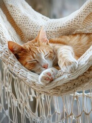 Poster - Orange tabby cat sleeps peacefully in a hammock.