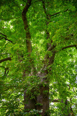 Poster - Green fresh chestnuts on the tree.
