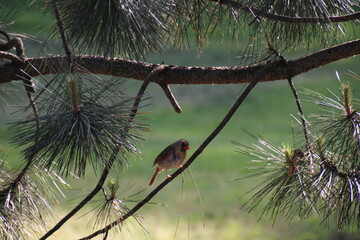 Bird in tree