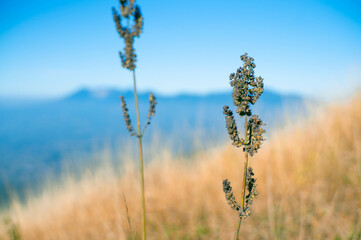 beautiful mountain peaks and grass, blue, nature, fresh, amazing, landscape