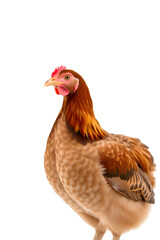 Wall Mural - A close-up of a brown chicken with a reddish-brown comb and wattles, standing against a white background. The chicken has a plump body and detailed feathers, showcasing its natural beauty.