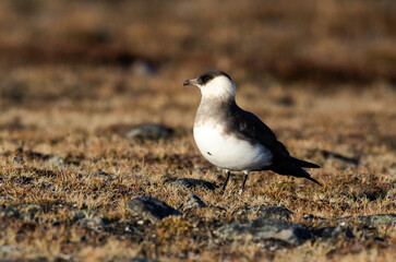 Poster - Labbe parasite,.Stercorarius parasiticus, Parasitic Jaeger