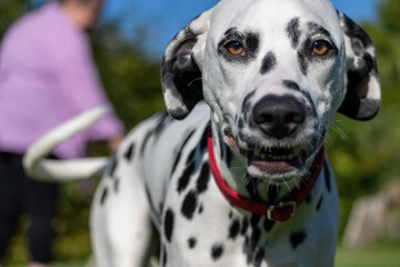 Dalmatian dog outdoors in summer