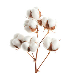 White cotton flower branch isolated transparent background