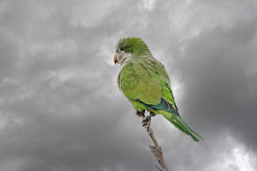 parrot on a branch