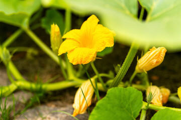 blooming young pumpkin plants in a garden bed in a natural environment