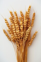 Poster - A bunch of wheat stalks placed on a white surface for photography