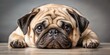 © Four888 - Adorable pug with a sorrowful expression lies down, paws tucked in, and eyes cast downward, conveying a sense of loneliness and melancholy.