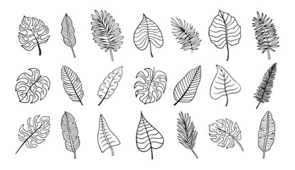 Wall Mural - palm tropical exotic leaves outline sketch. tropical palm leave doodle, isolated linear doodle style