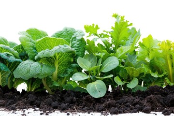 Poster - A detailed view of various plants growing in the ground, surrounded by earth and possibly other organic matter