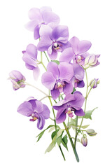 Wall Mural - Purple orchids on transparent background