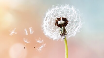 Wall Mural - Dandelion Seeds on a Soft Background.