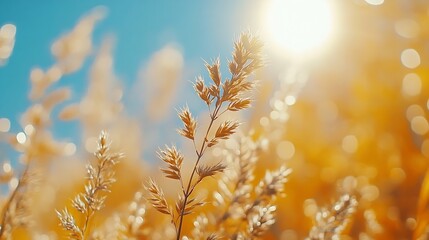 Poster - Sunny autumn meadow Natural background : Generative AI