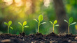 © CNISAK - Gradual growth stages of a seedling from sprout to young plant in soil