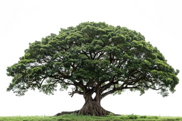 Poster - A large tree sits atop a lush green field, providing shade and beauty