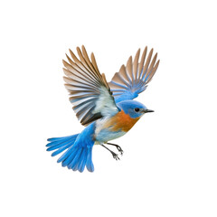 Bluebird in Flight with Spread Wings