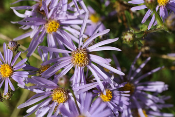 Wall Mural - Purple aster flowers in the garden. Close up. Selective focus.