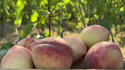 Sticker - Ripe peaches in the fruit garden.