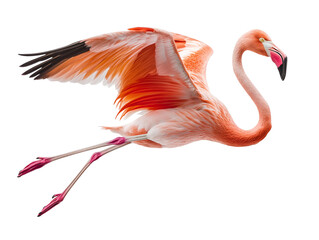 Wall Mural - flamingo floating mid-air on isolated background
