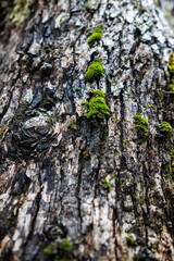 Natural background. Tree bark texture