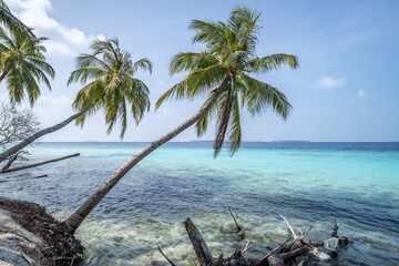 Wall Mural - Beach with palm trees on the Maldives