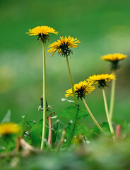 Sticker - Beautiful close-up of taraxacum officinale