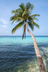 Wall Mural - hanging palm tree on the beach