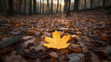 Canvas Print - Single yellow maple leaf stands out among the brown leaves covering the forest floor, illuminated by the warm glow of the setting sun