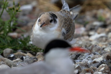 Poster - tern