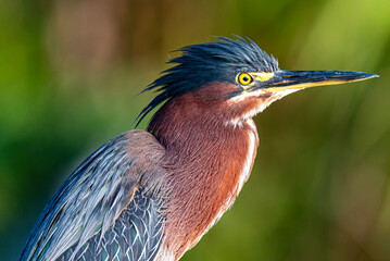 green heron