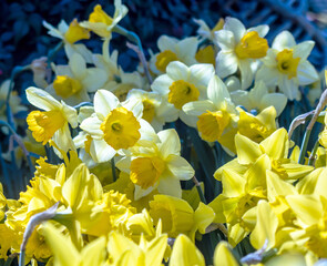 yellow daffodils in the garden