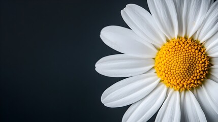Poster - Radiant and delicate daisy flower closeup with ample blank space around the petals for elegant design branding or copy  Simple serene and minimalist natural floral background