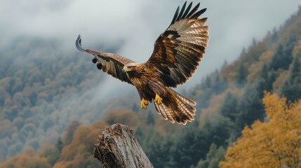 golden eagle perched on a tree stump with mountains in the background on a cloudy day