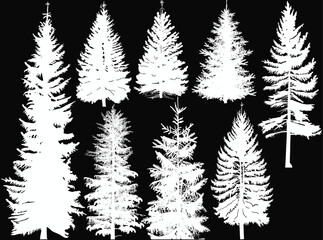 Wall Mural - set of eight fir trees isolated on black