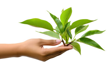 Close-up photo of green tea leaves being plucked from branches, isolated on white background.