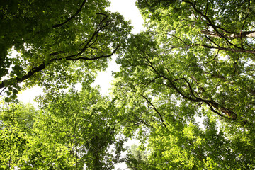 Wall Mural - Beautiful green trees growing in forest, bottom view