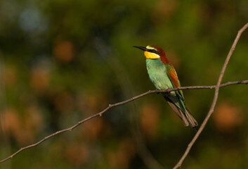 Wall Mural - European bee-eater perched on tree with green backdrop