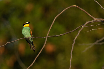 Wall Mural - European bee-eater perched on tree with green backdrop