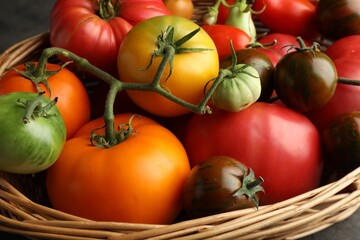 Wall Mural - Different ripe and unripe tomatoes in wicker basket on table, closeup