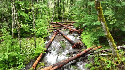 Wall Mural - The Little Zig Zag River flows through the scenic Mt. Hood National Forest in Oregon. The Pacific Northwest is known for its moist climate, extensive forests, and beautiful rivers.