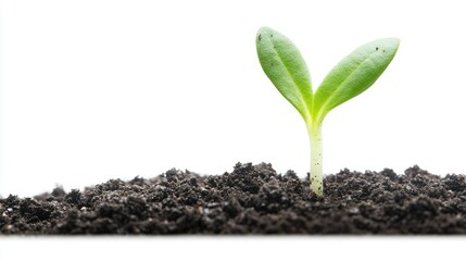 Close-up of a single green sprout emerging from dark soil, isolated against a clean white background.