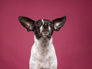 Poster - studio shot of a cute dog on an isolated background