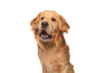 Poster - cute dog on an isolated background in a studio shot